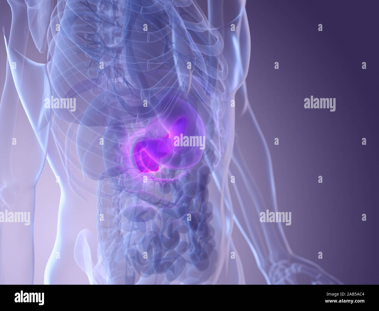 3d rendered medically accurate illustration of a mans pancreas Stock ...