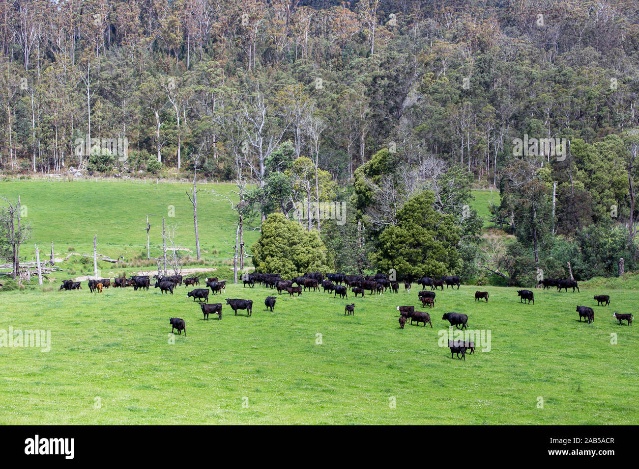 Rural scene with cattle in field and bushland behind.  North-eastern Tasmania, Australia. Stock Photo