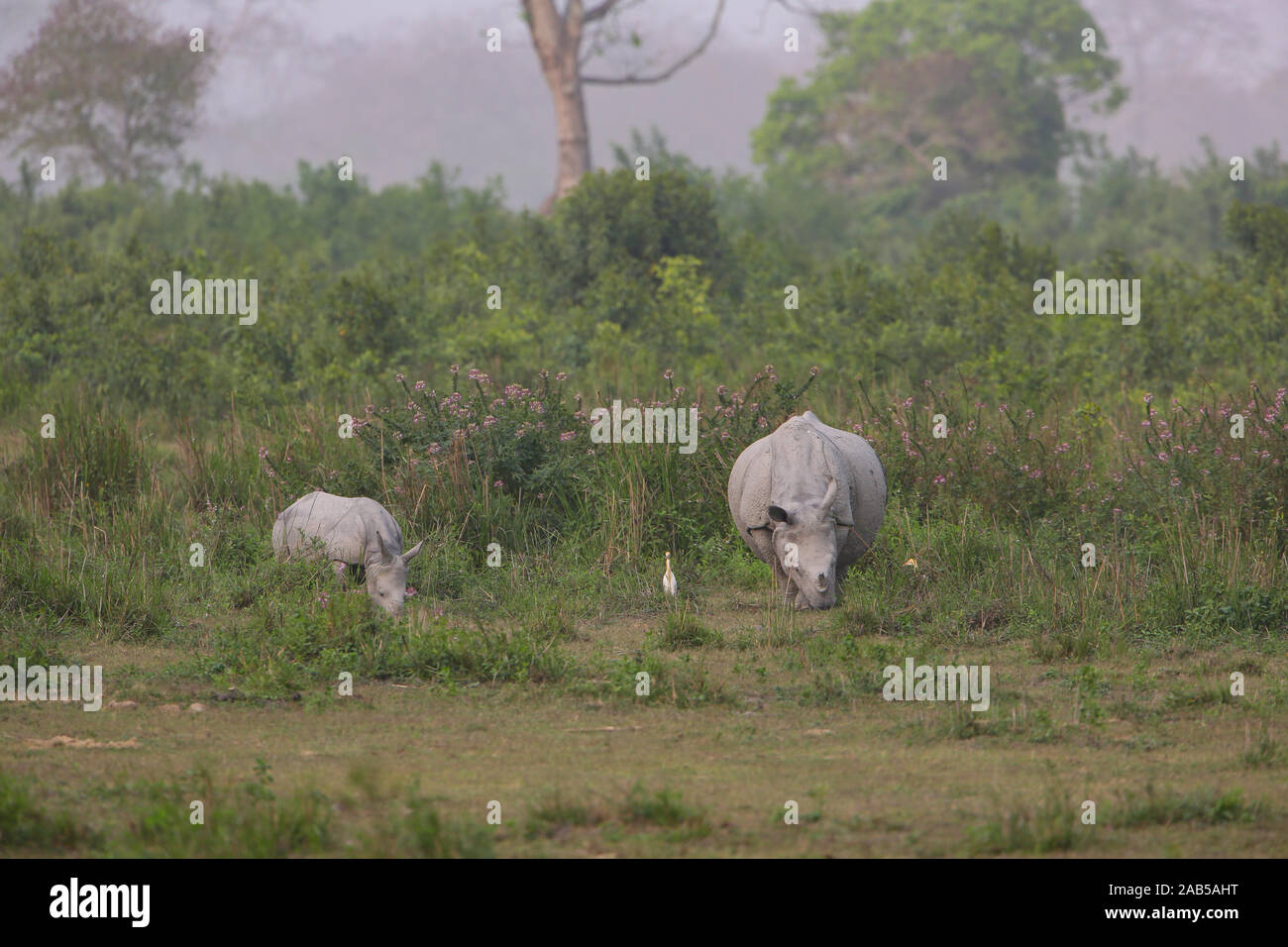 Mother and Baby Rhino grazing in Kaziranga Grassland (Assam, India) Stock Photo