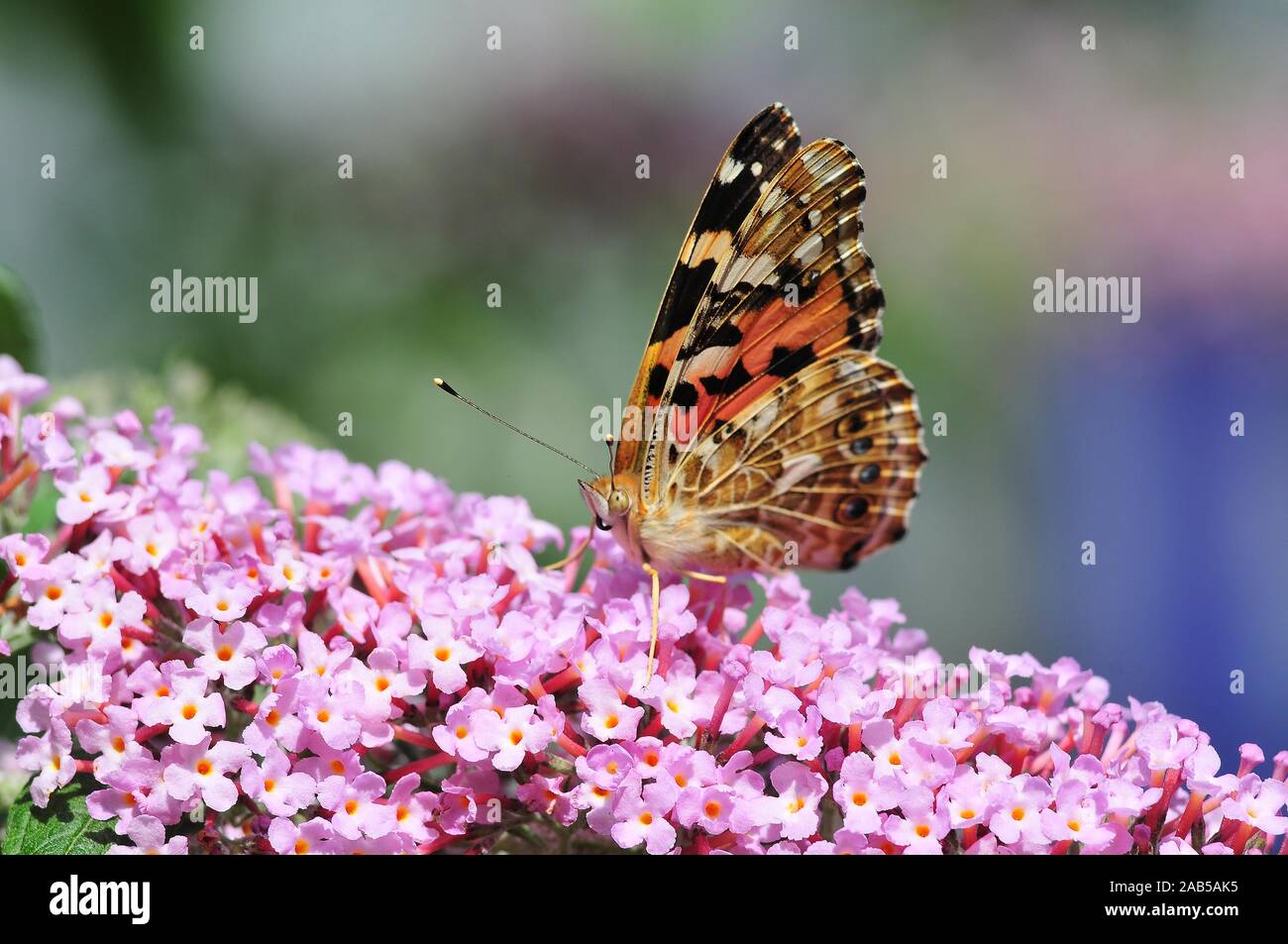 Painted Lady (Vanessa cardui) on summer lilac (Buddlejeae) Stock Photo