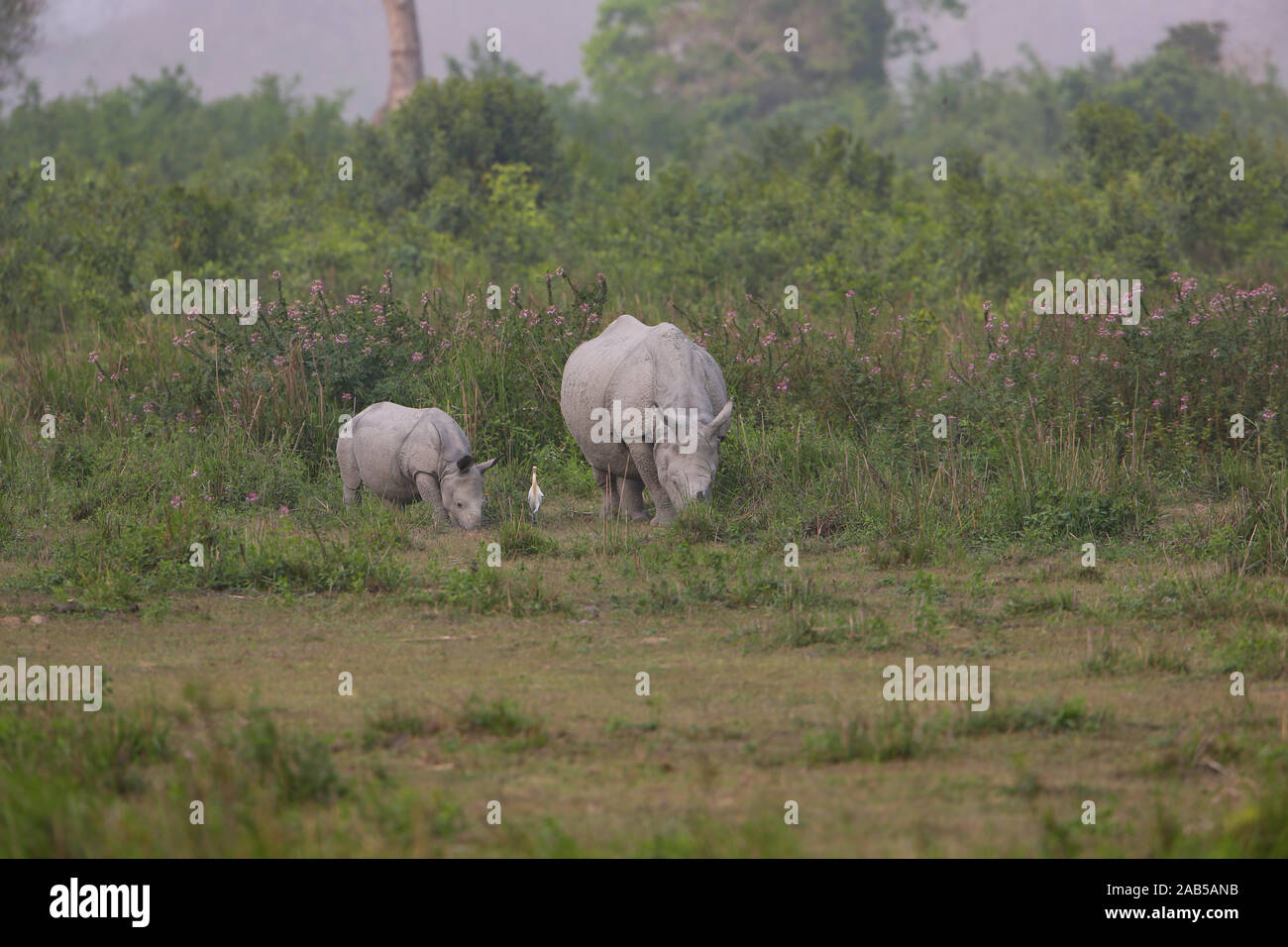 Mother and Baby Rhino grazing in Kaziranga Grassland (Assam, India) Stock Photo