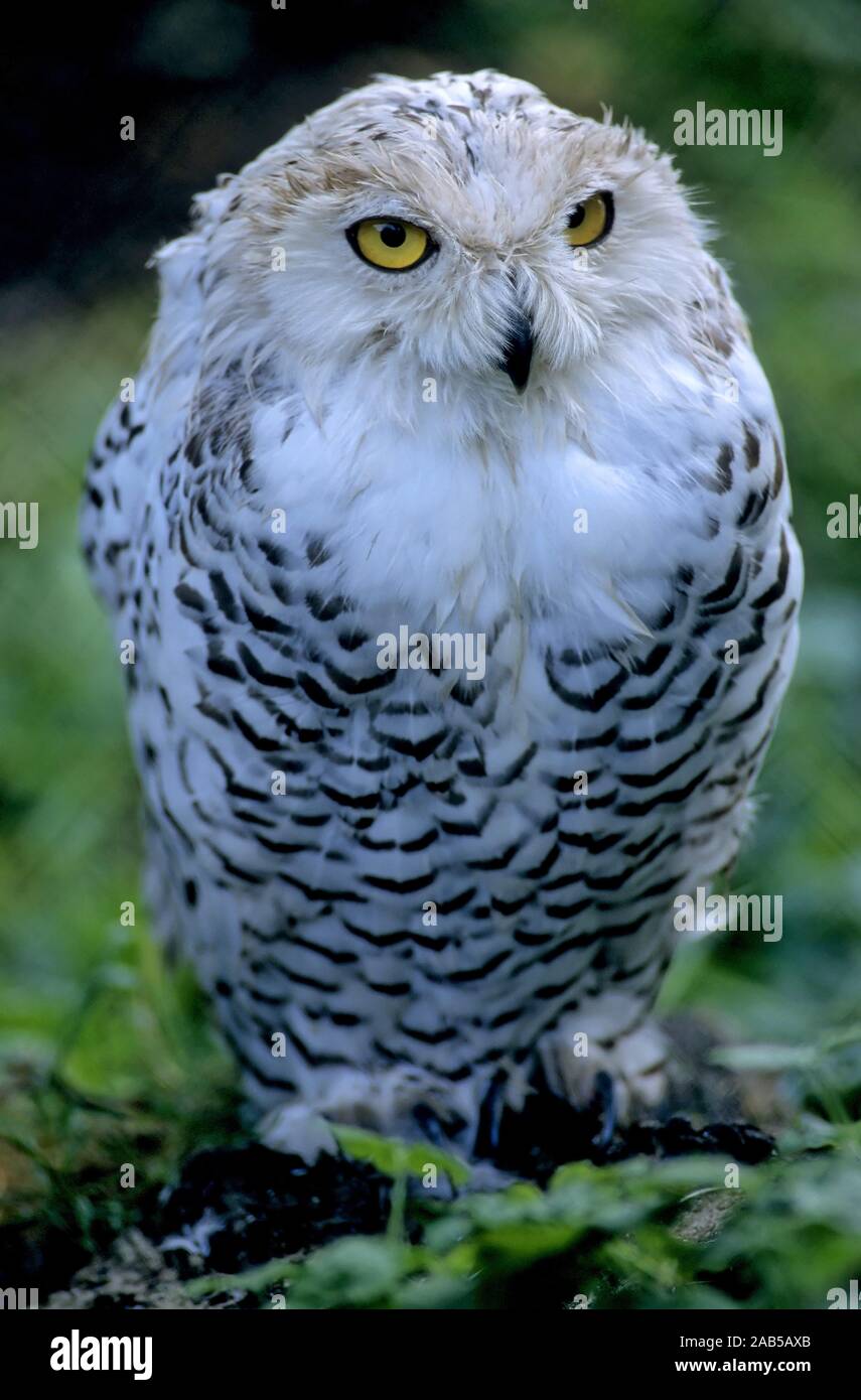 Snowy Owl (Bubo scandiacus Stock Photo - Alamy