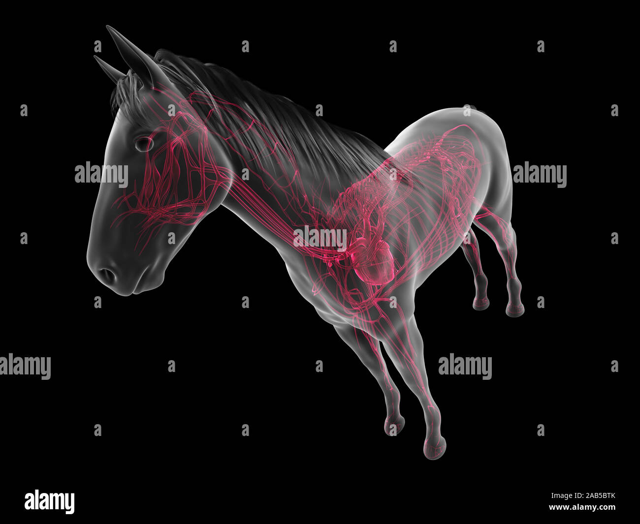 3d rendered anatomy of the equine anatomy the vascular system Stock