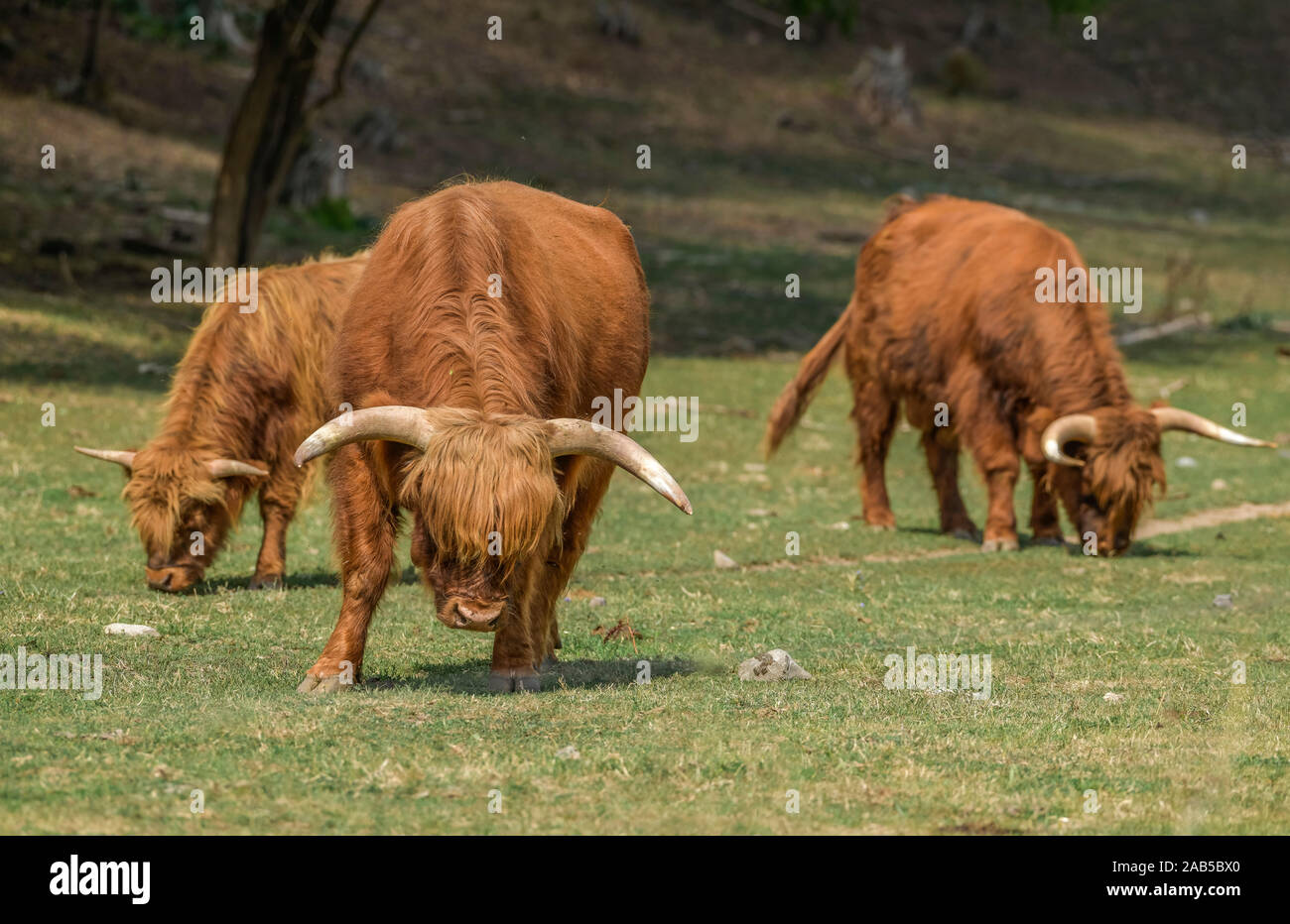 Schottisches Hochlandrind (Highland Cattle), Sachsen-Anhalt, Deutschland Stock Photo