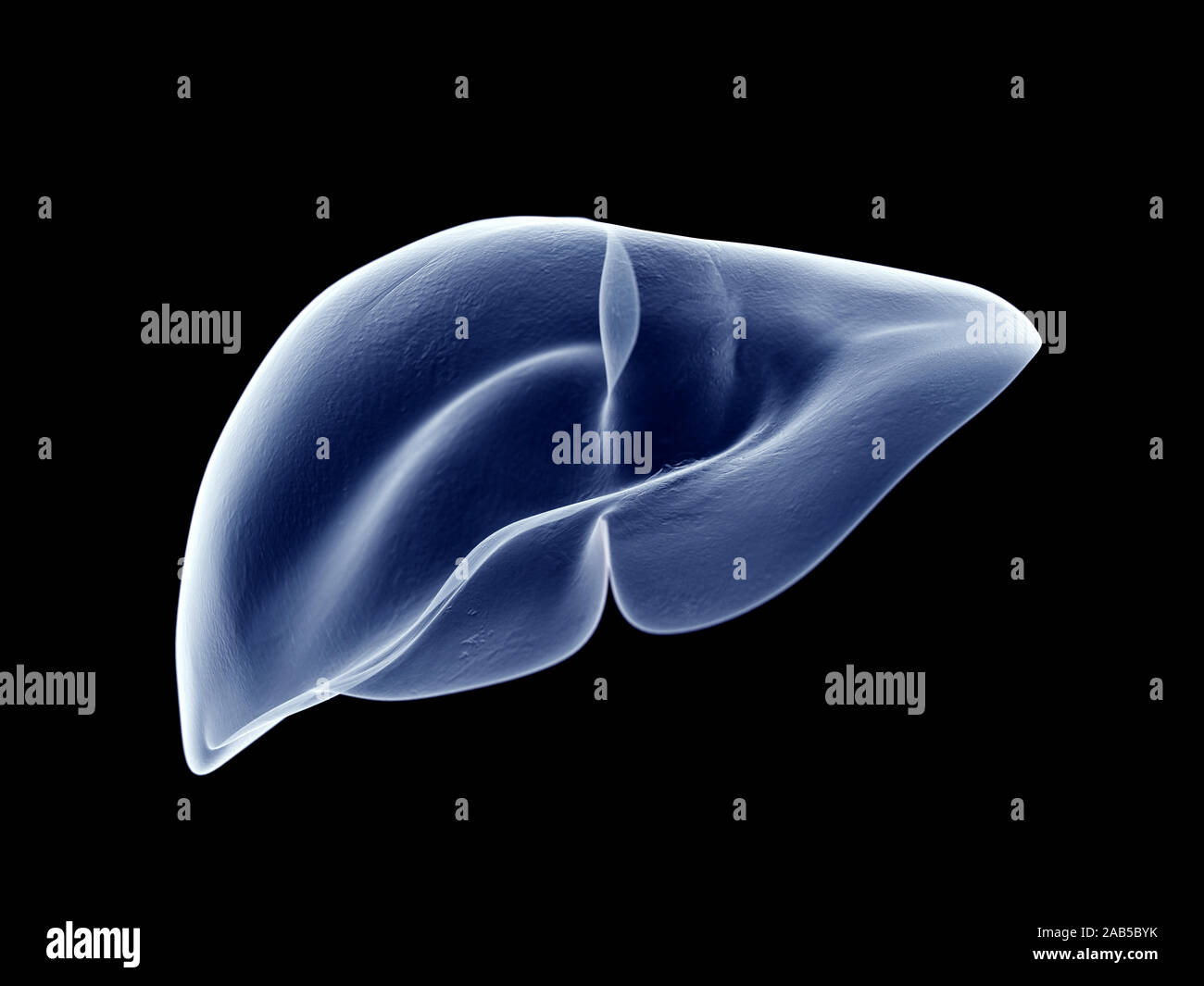 3d rendered medically accurate illustration of the liver Stock Photo ...