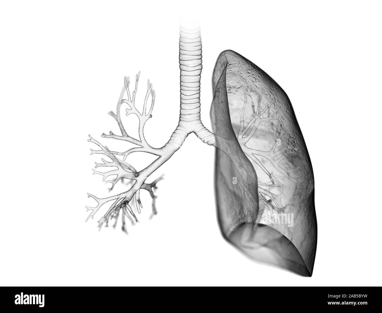 3d rendered medically accurate illustration of the lung and bronchi Stock Photo