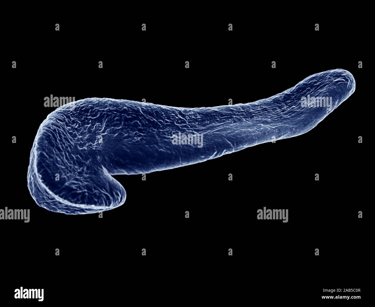 3d rendered medically accurate illustration of the pancreas Stock Photo ...
