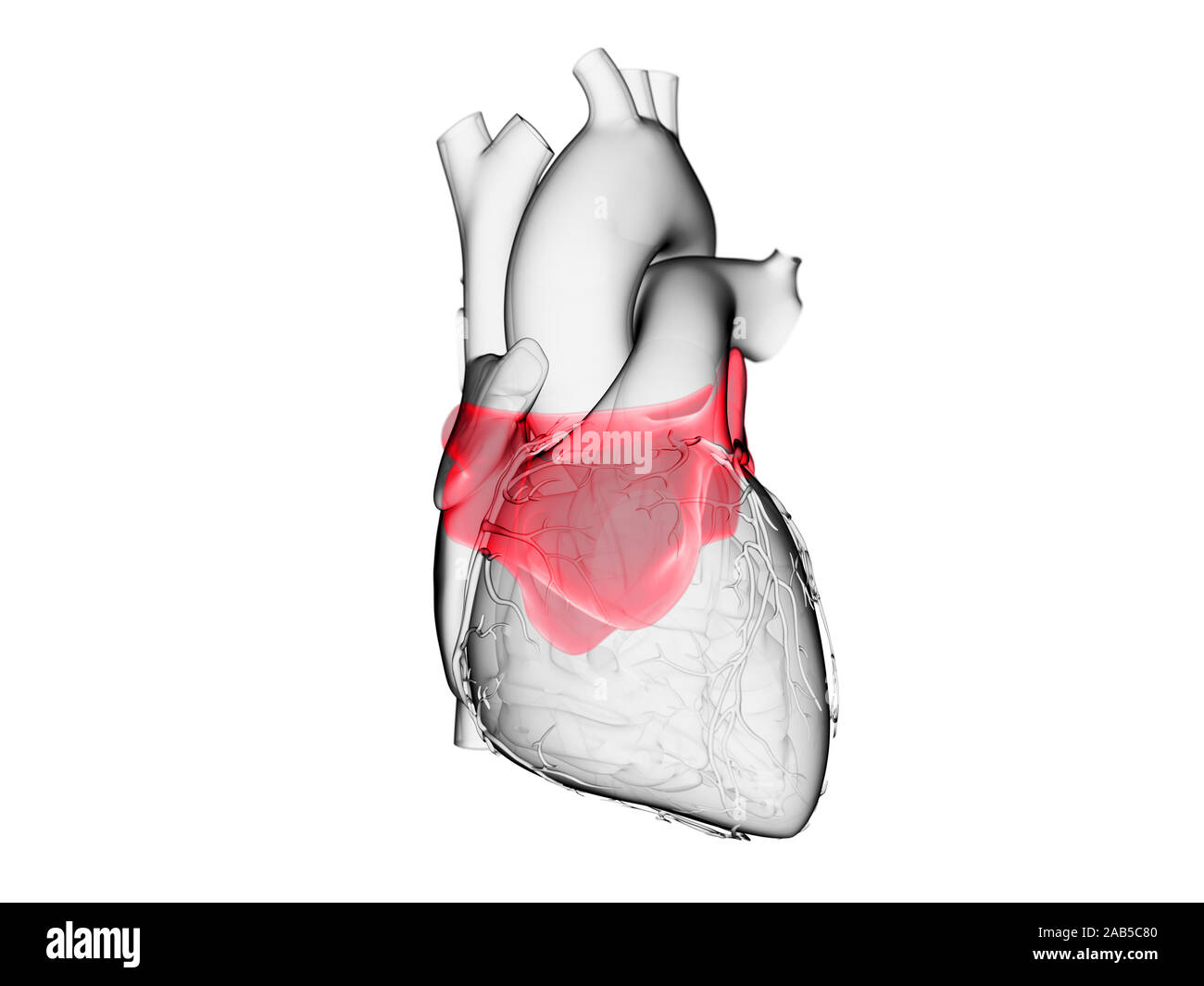 Left Atrium High Resolution Stock Photography and Images Biology Diagrams