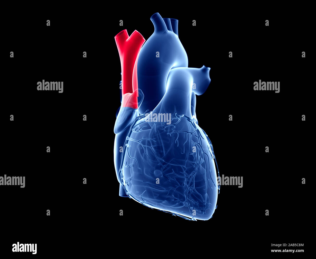 Vena cava hires stock photography and images Alamy