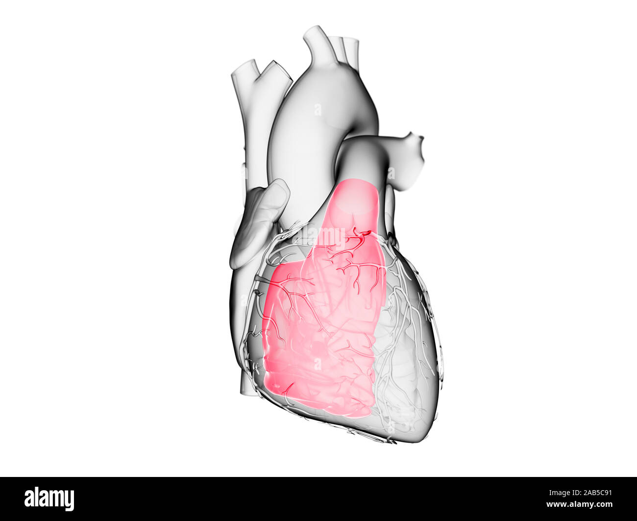 3d rendered medically accurate illustration of the right ventricle Stock Photo Alamy