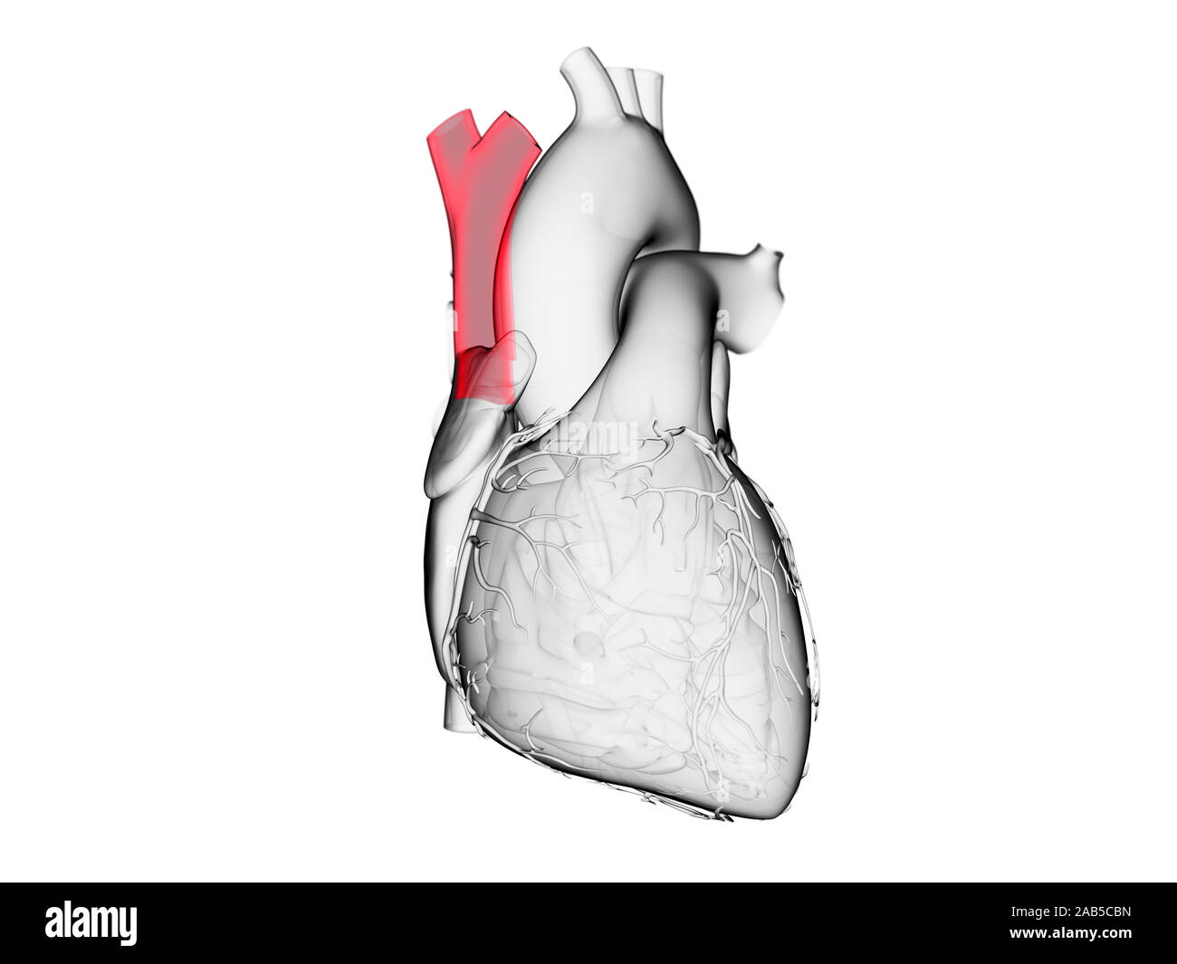 3d rendered medically accurate illustration of the superior vena cava Stock Photo