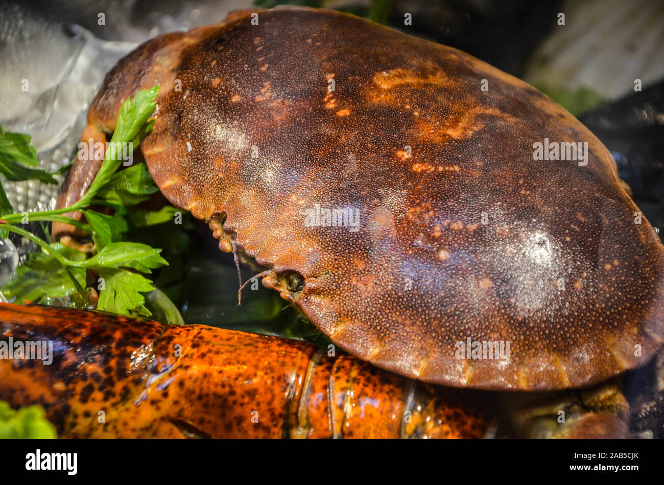 Oyster sea foods hi-res stock photography and images - Alamy