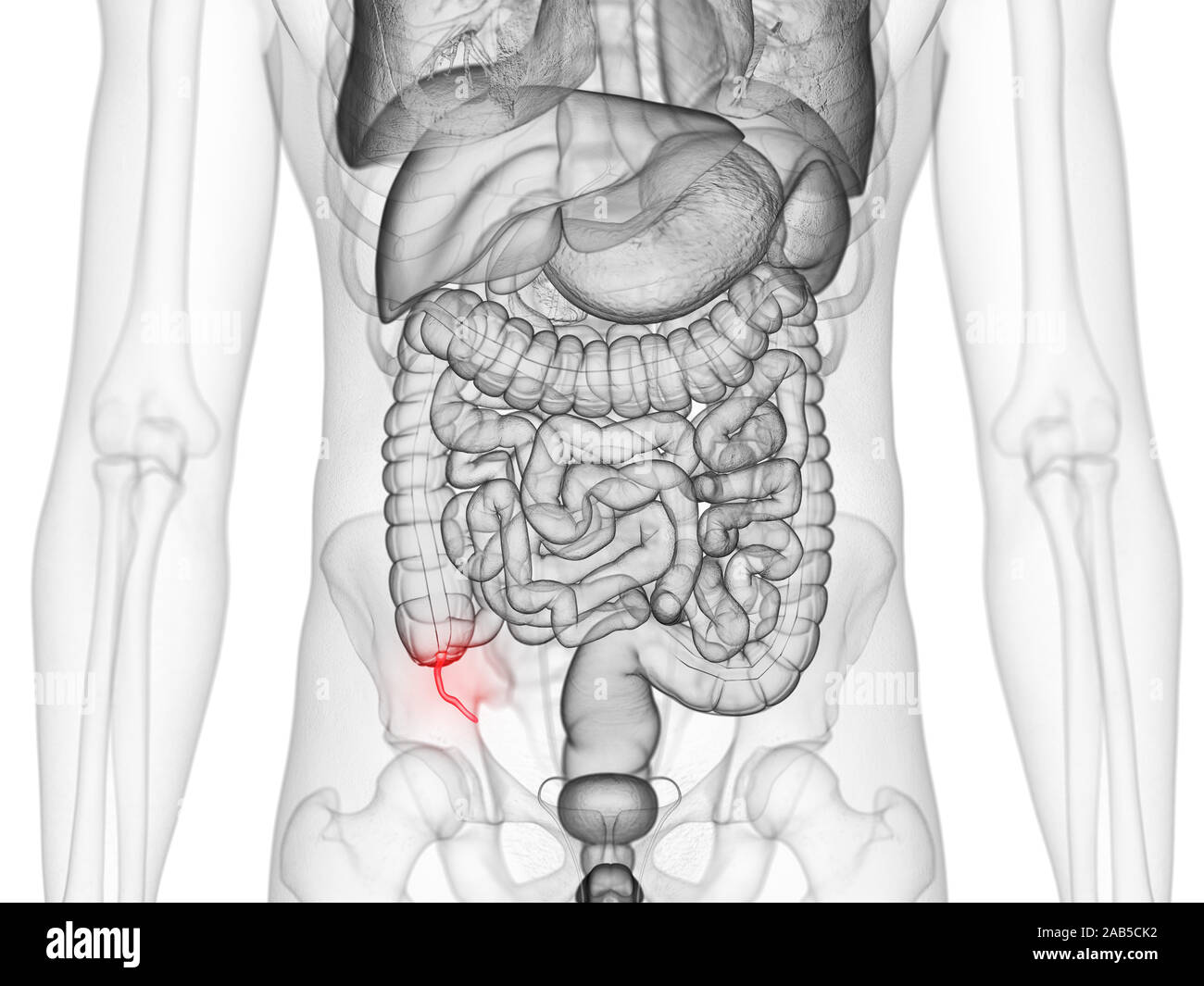 3d rendered medically accurate illustration of the appendix Stock Photo ...