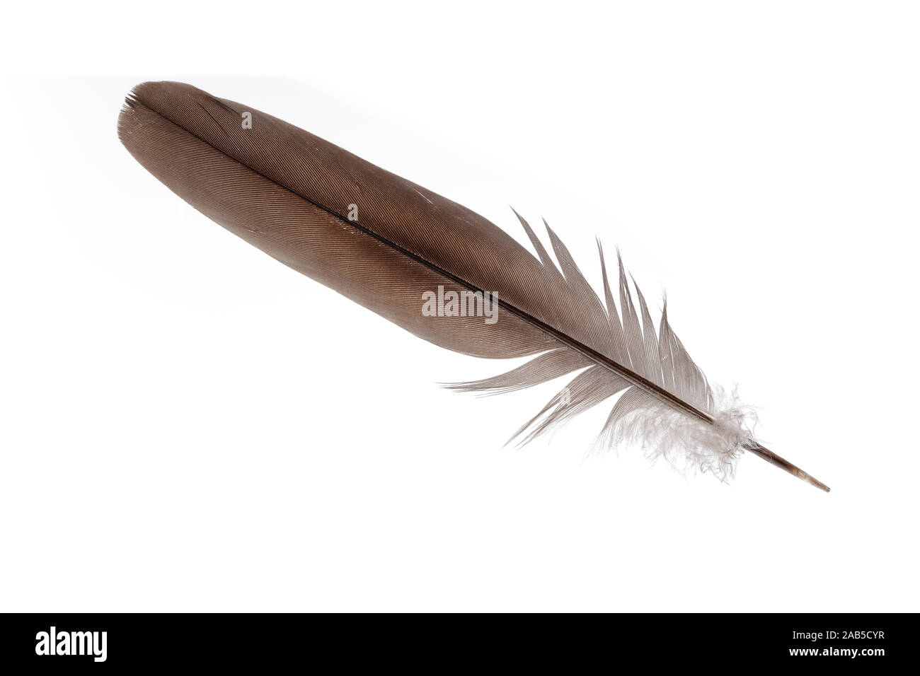 Feather isolated on white background Stock Photo