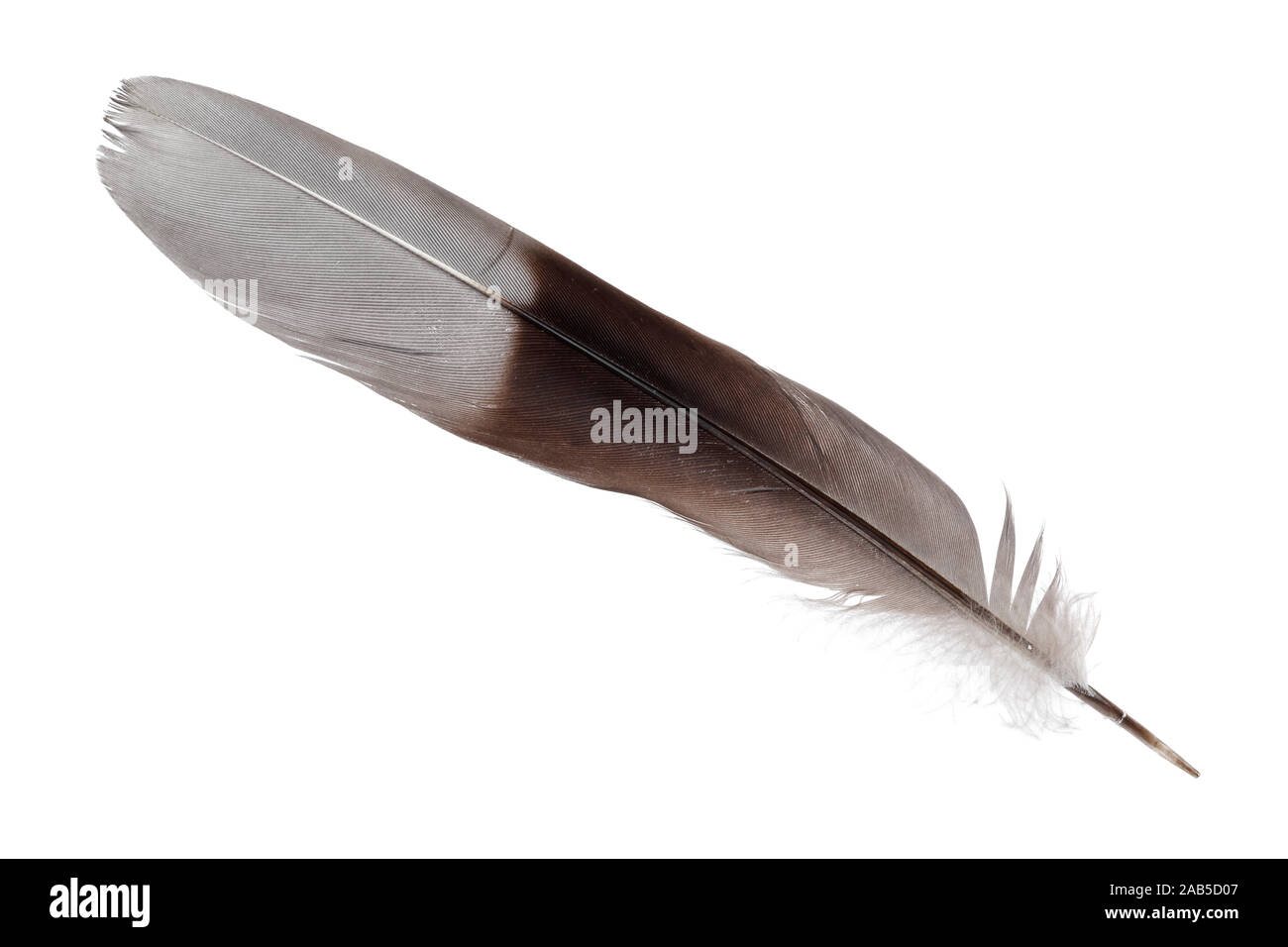Feather isolated on white background Stock Photo