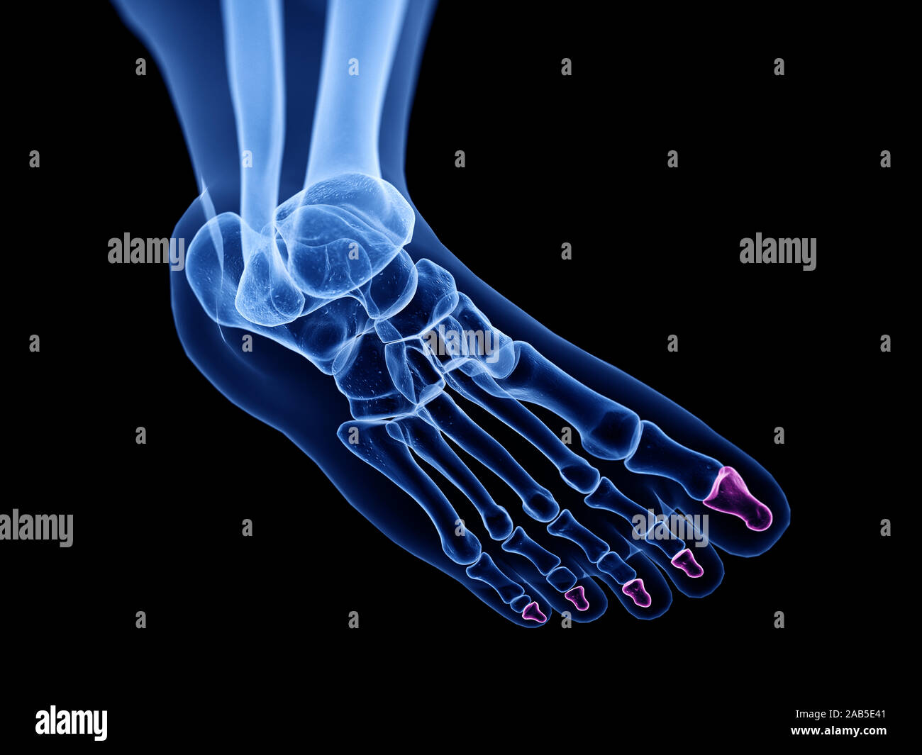 3d rendered medically accurate illustration of the distal phalanx bones