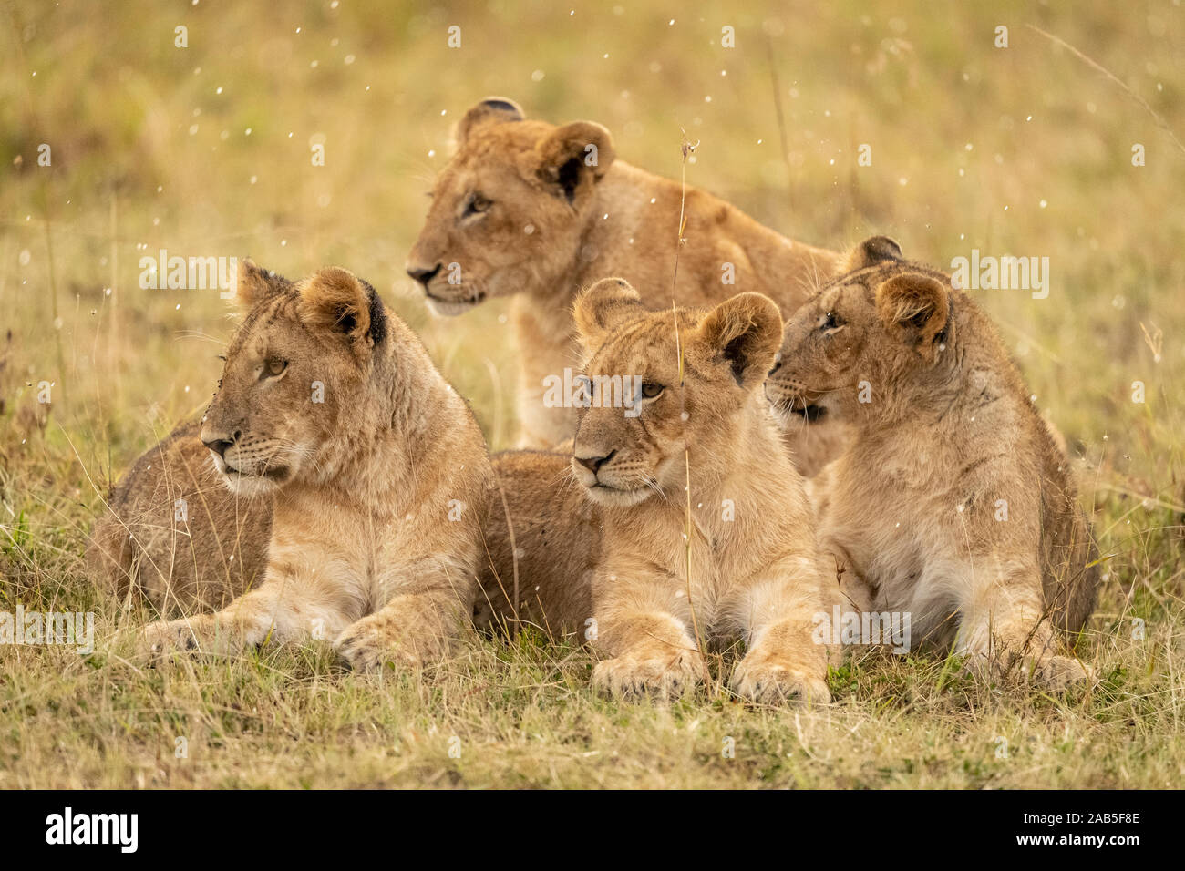 Lion cubs (Panthera leo) in the rain in the Masai Mara Game park in ...