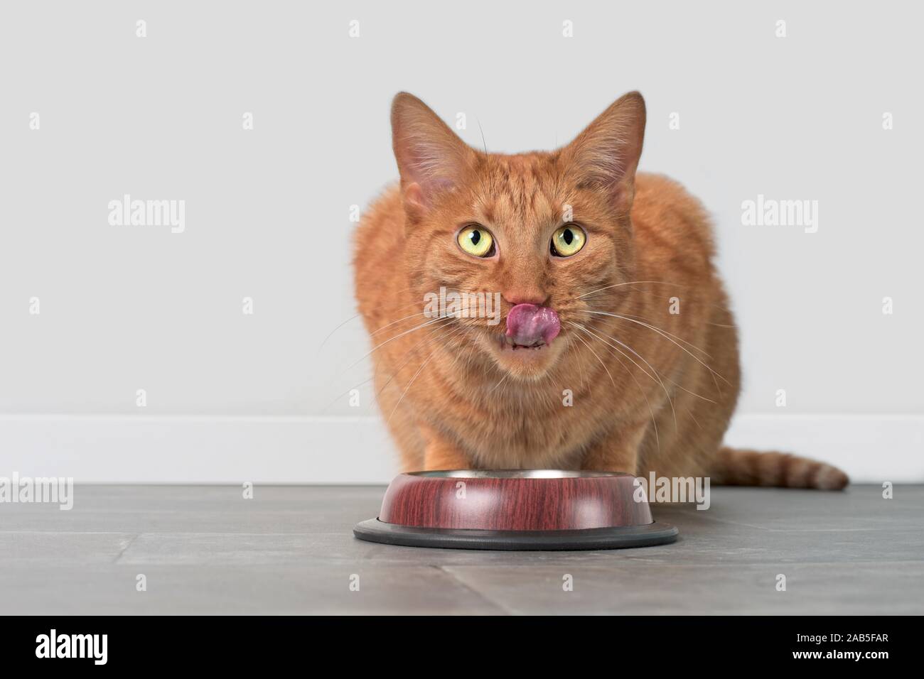 Cute ginger cat licking his Face behind a food dish. Horizontal image