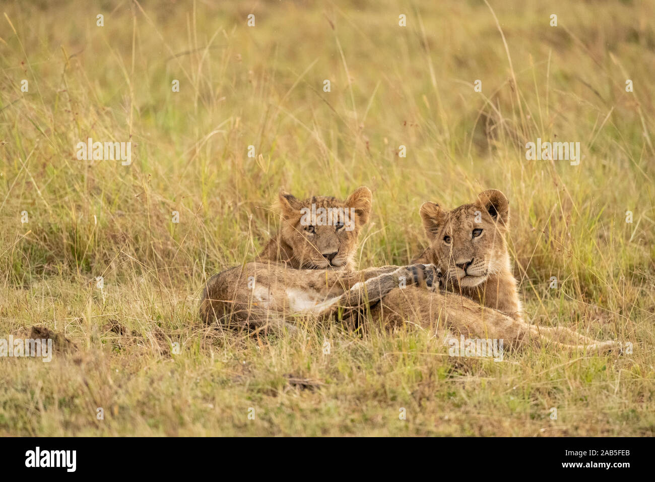 Two Lion cubs (Panthera leo) in the rain in the Masai Mara Game park in ...