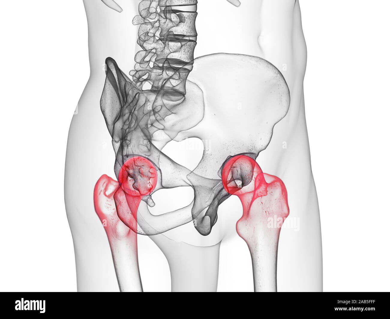 3d rendered medically accurate illustration of the hip joints Stock Photo