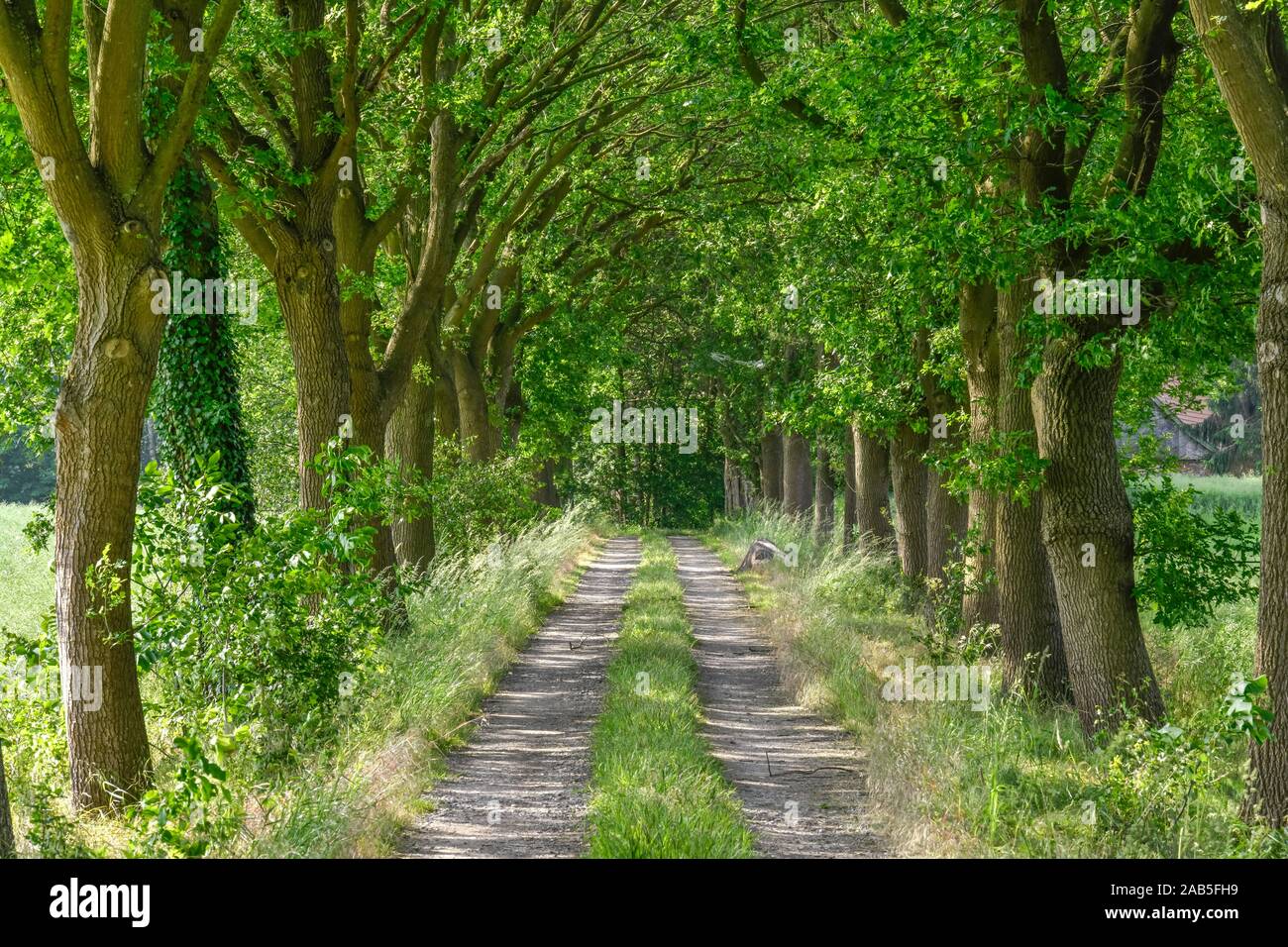 Baumallee, Roxel, Münsterland, Nordrhein-Westfalen, Deutschland Stock Photo