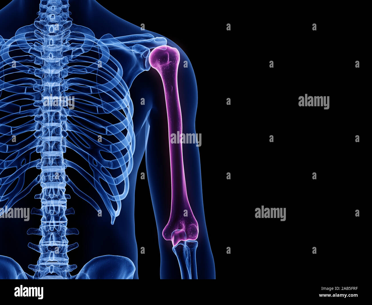 3d rendered medically accurate illustration of the humerus bone Stock