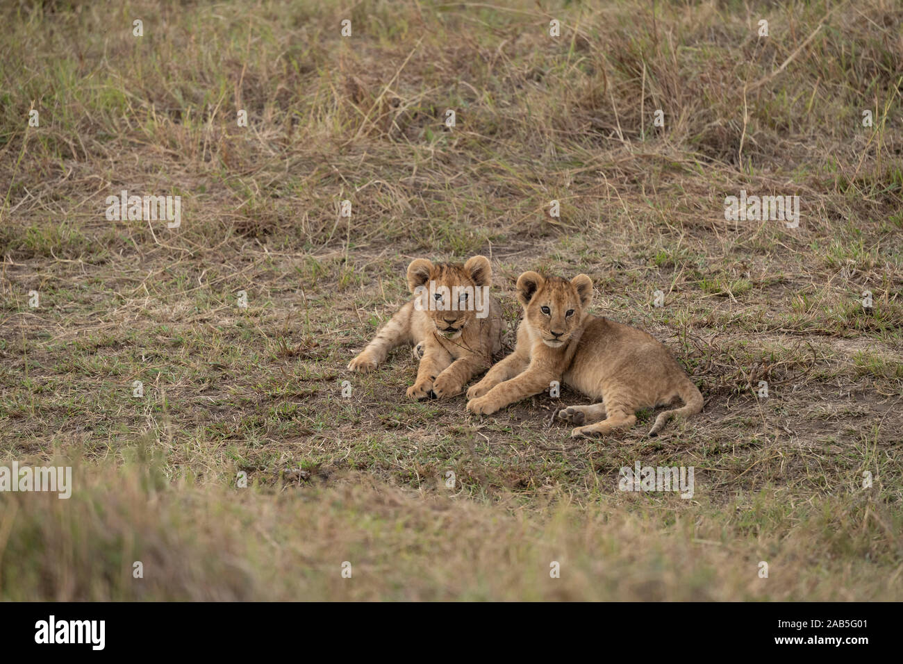 Two young lion cubs (Panthera leo) lying on grass in a gully in the Masai Mara in Kenya Stock Photo