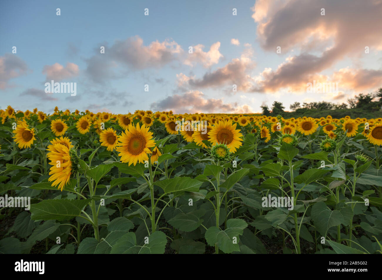 Farm field of sunflowers and cloudy sky, full frame Stock Photo - Alamy