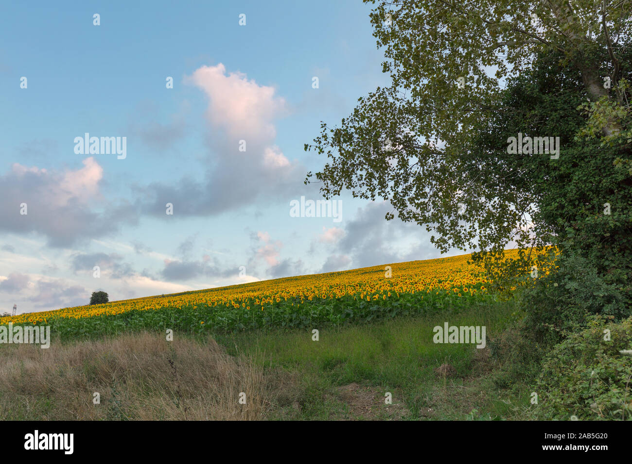 Farm field of sunflowers and cloudy sky, full frame Stock Photo - Alamy