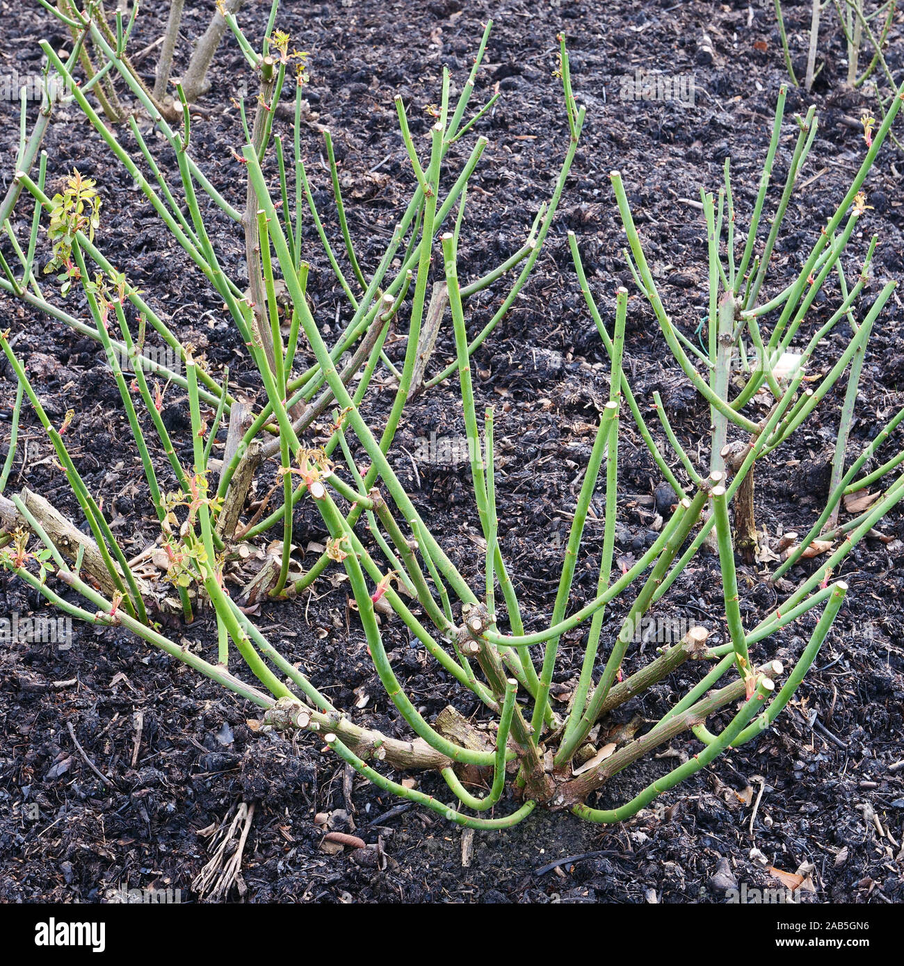 Pruning hybrid musk rose kew gardens hires stock photography and