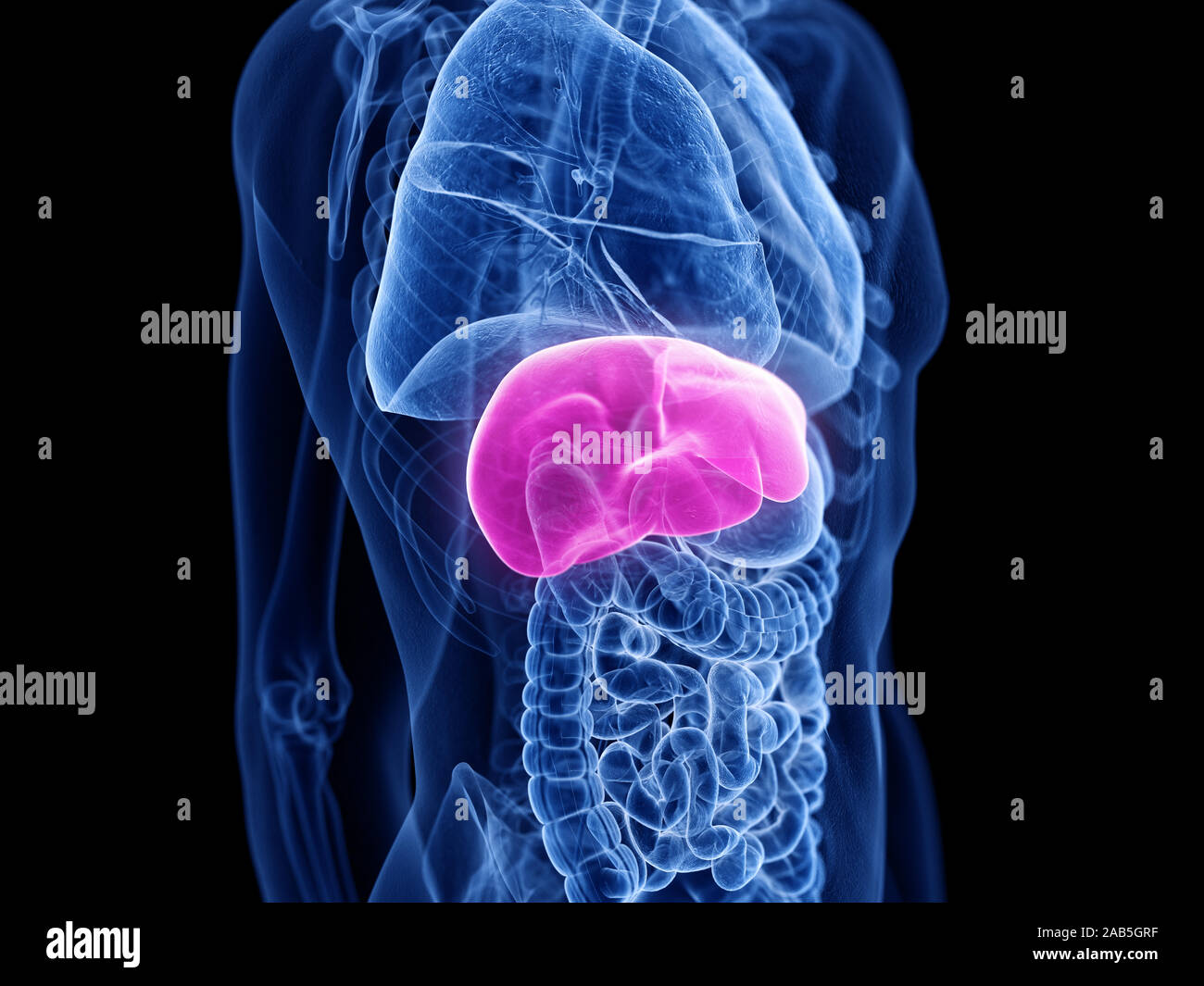 3d rendered medically accurate illustration of the liver Stock Photo