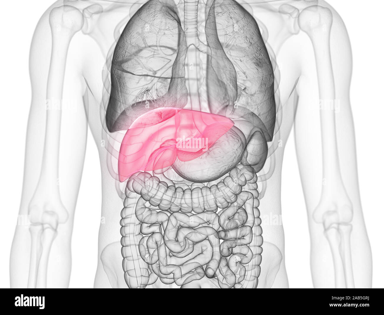 3d rendered medically accurate illustration of the liver Stock Photo ...