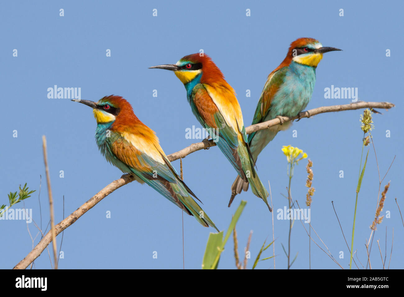 Bienenfresser (Merops apiaster) Stock Photo