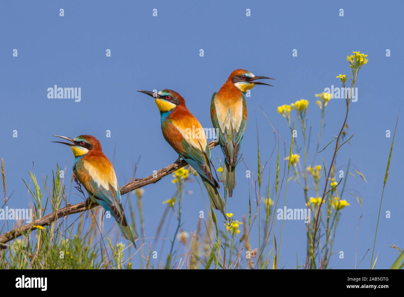 Bienenfresser (Merops apiaster) Stock Photo