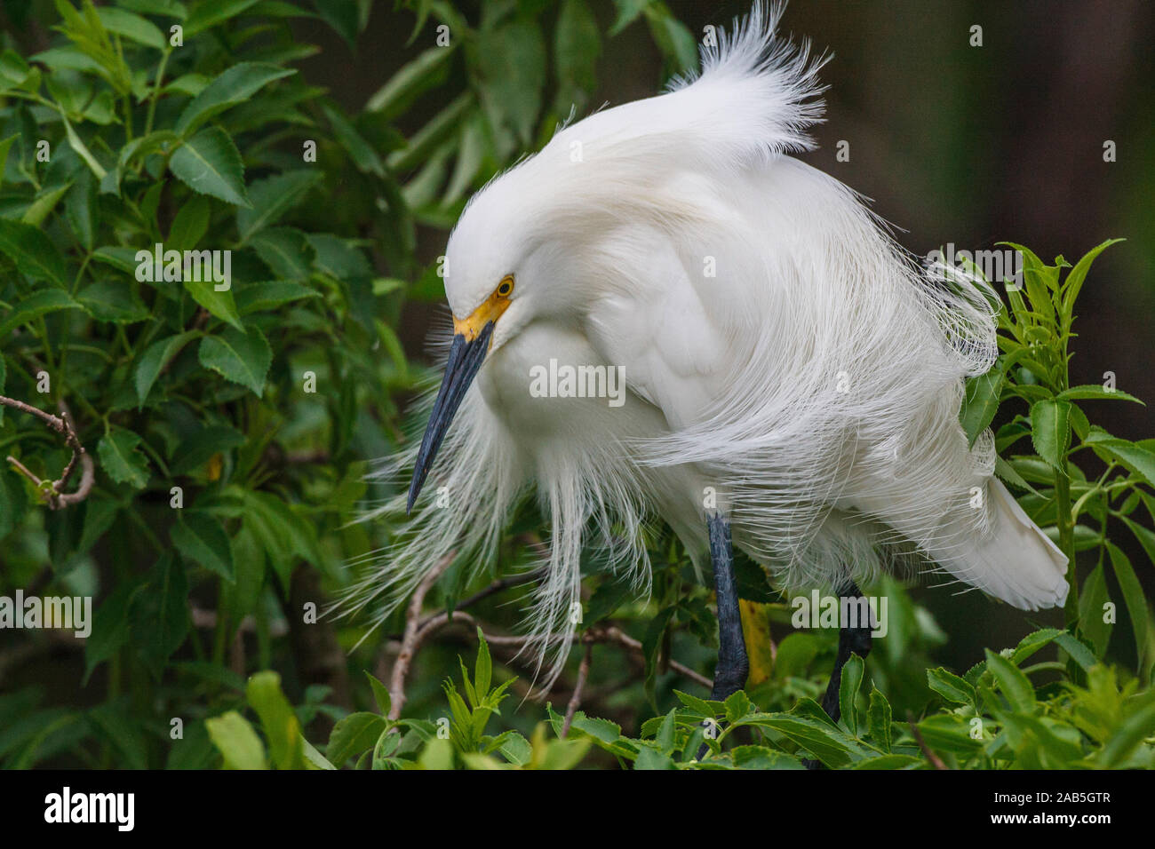 Schmuckreiher (Egretta thula) Stock Photo