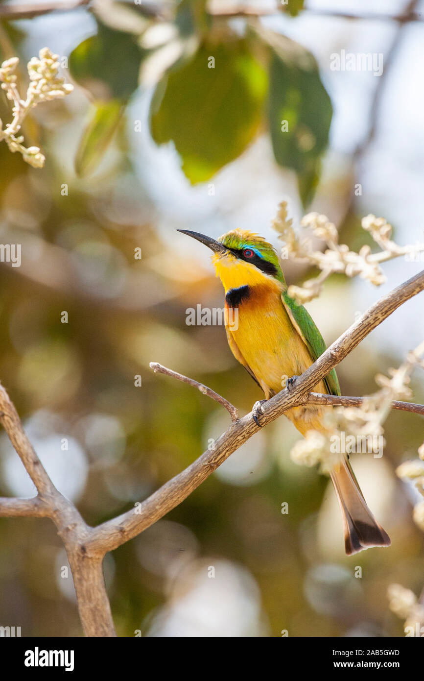 Zwergspint (Merops pusillus) Stock Photo