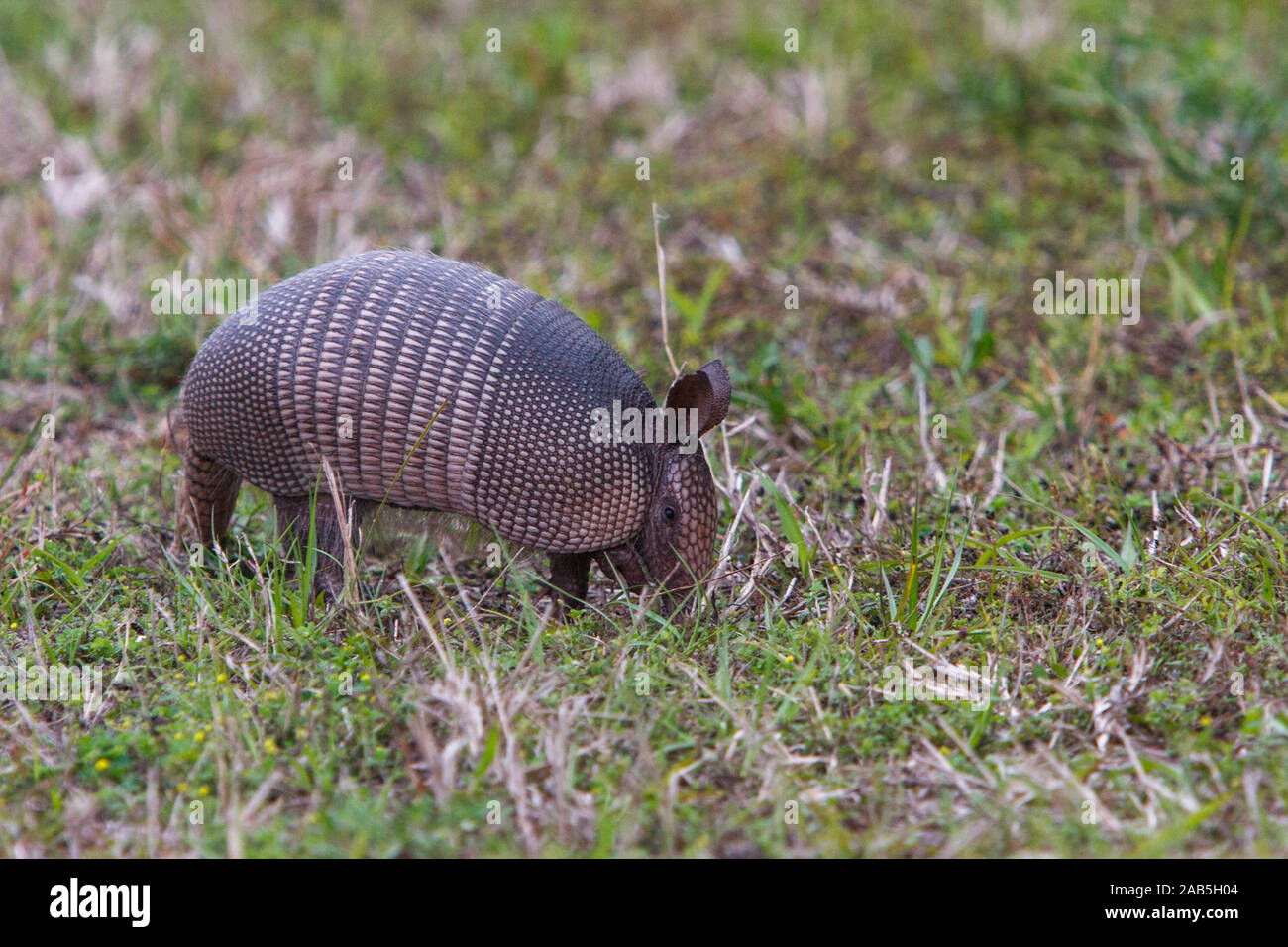 Florida nine banded armadillo hi-res stock photography and images - Alamy