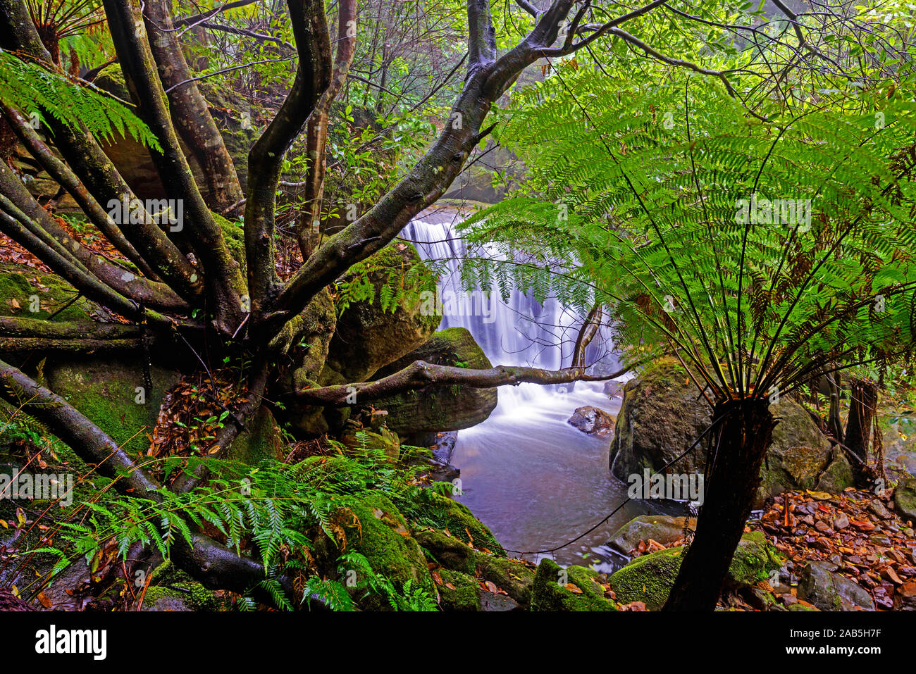 Wasserfall im kühl-gemäßigten Regenwald der Blue Mountains Stock Photo