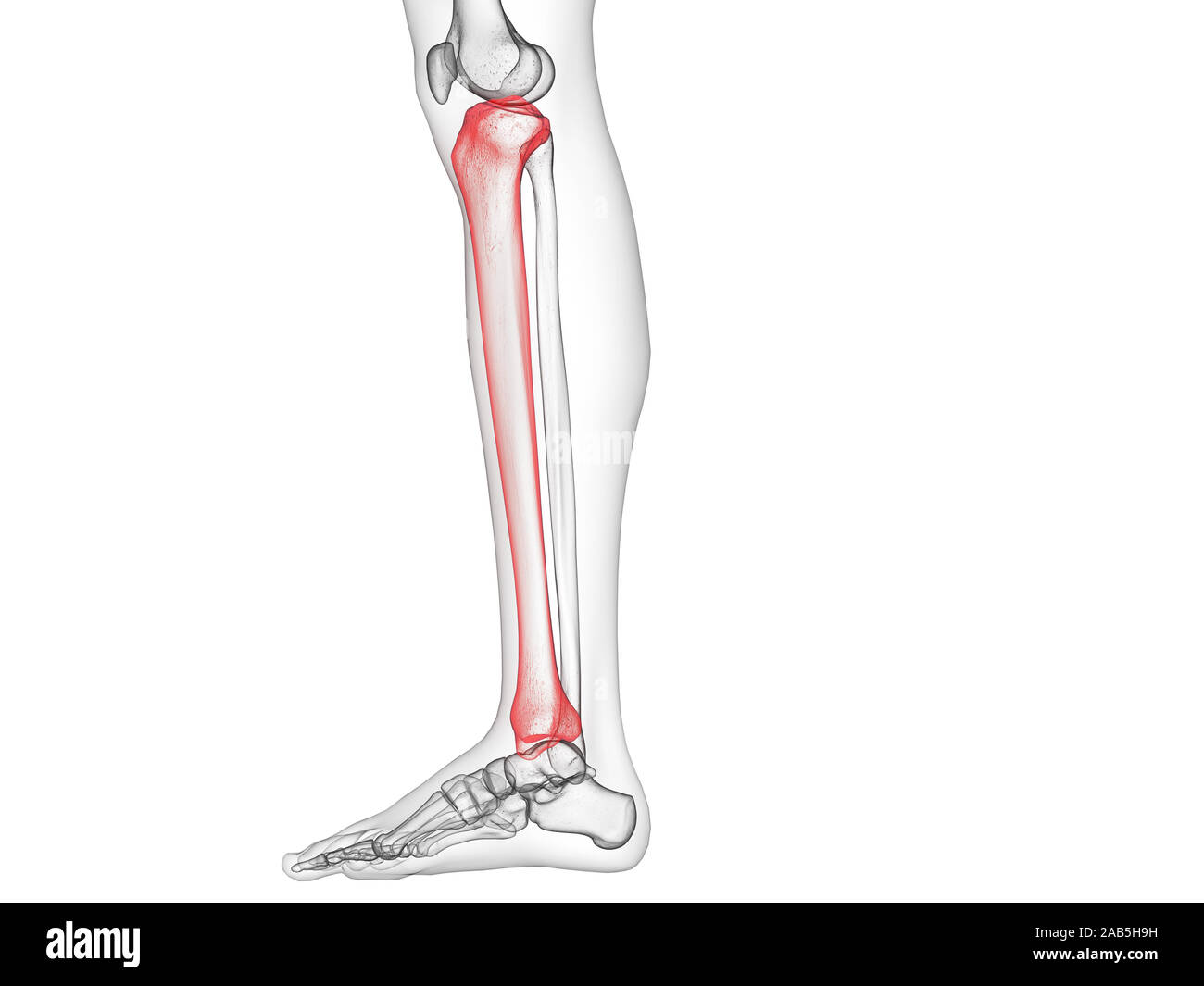 3d rendered medically accurate illustration of the tibia bone Stock ...