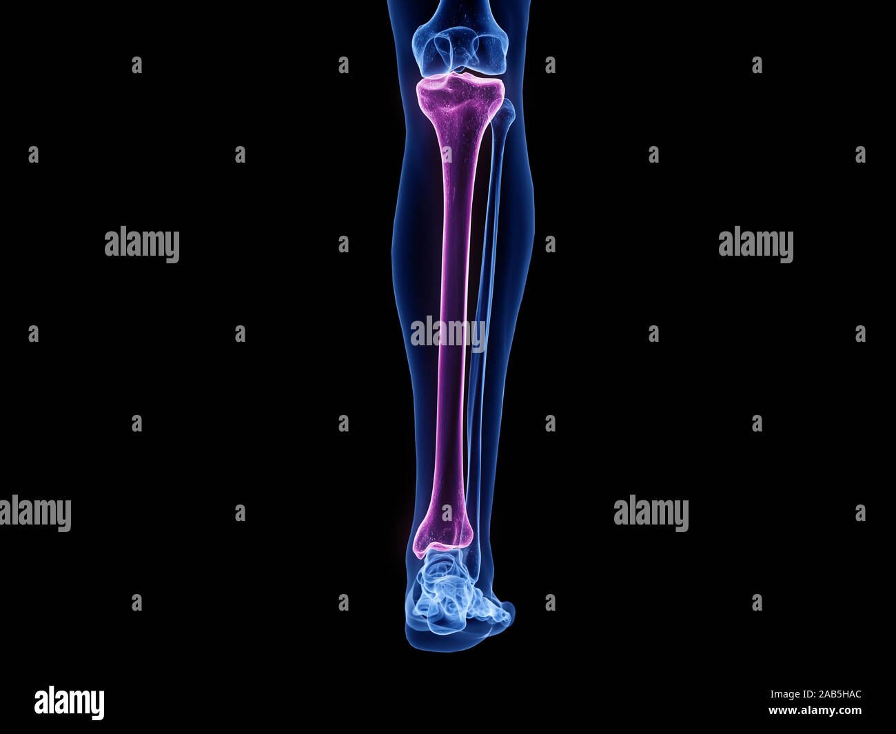 3d rendered medically accurate illustration of the tibia bone Stock ...