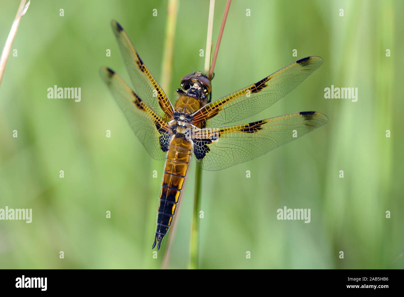 Vierflecklibelle sitzt auf Pflanzenstängel Stock Photo