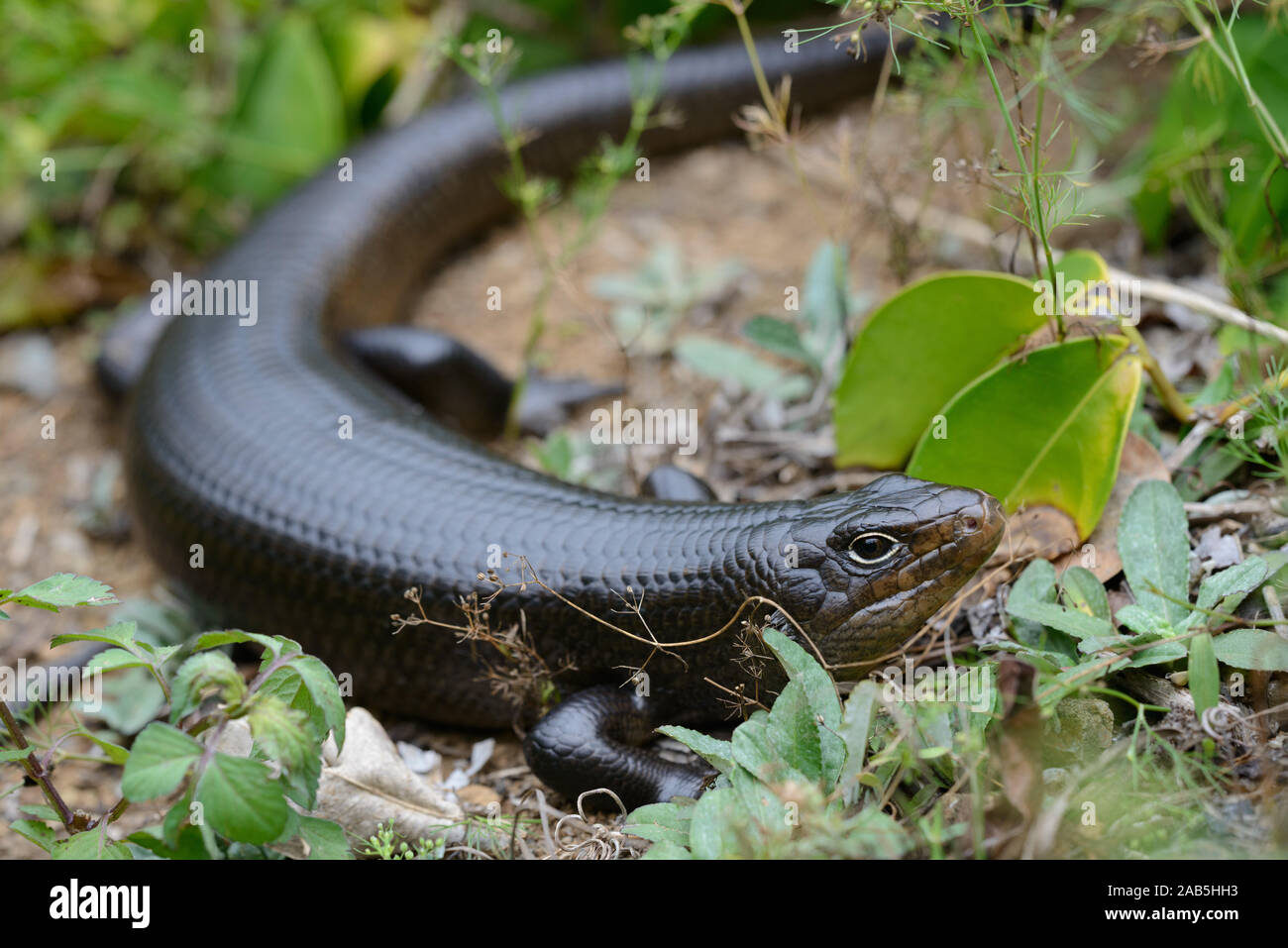 Riesen-Stachelskink sonnt sich Stock Photo - Alamy