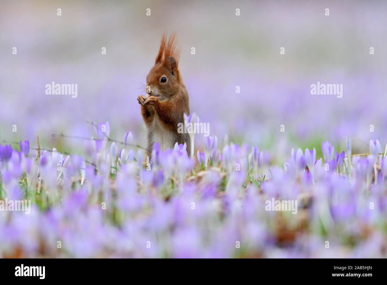 Rotes Eichhörnchen sitzt zwischen Frühlings-Krokus, Sciurus vulgaris, Stock Photo