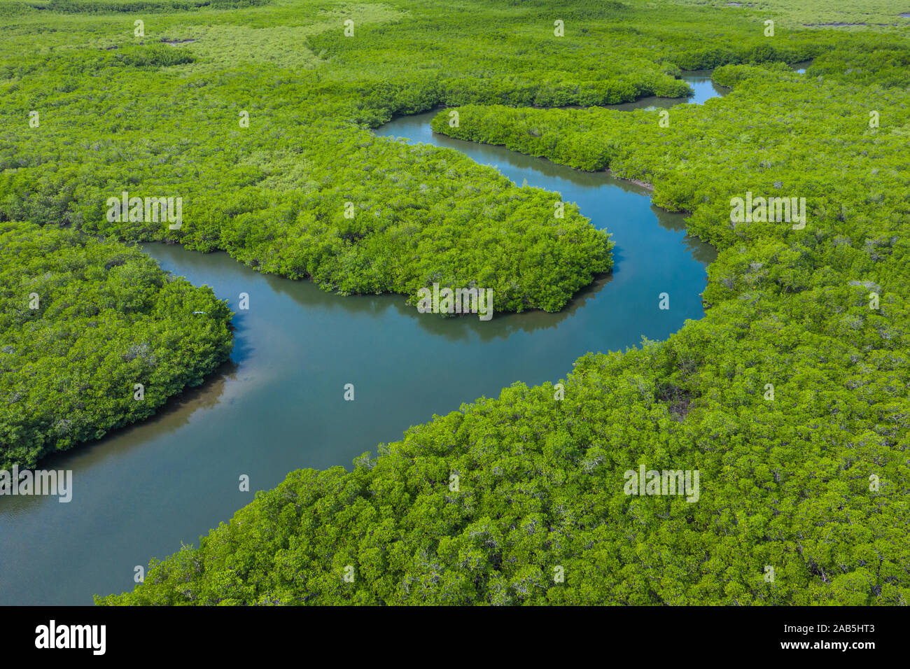 Aerial view of mangrove forest in Gambia. Photo made by drone from