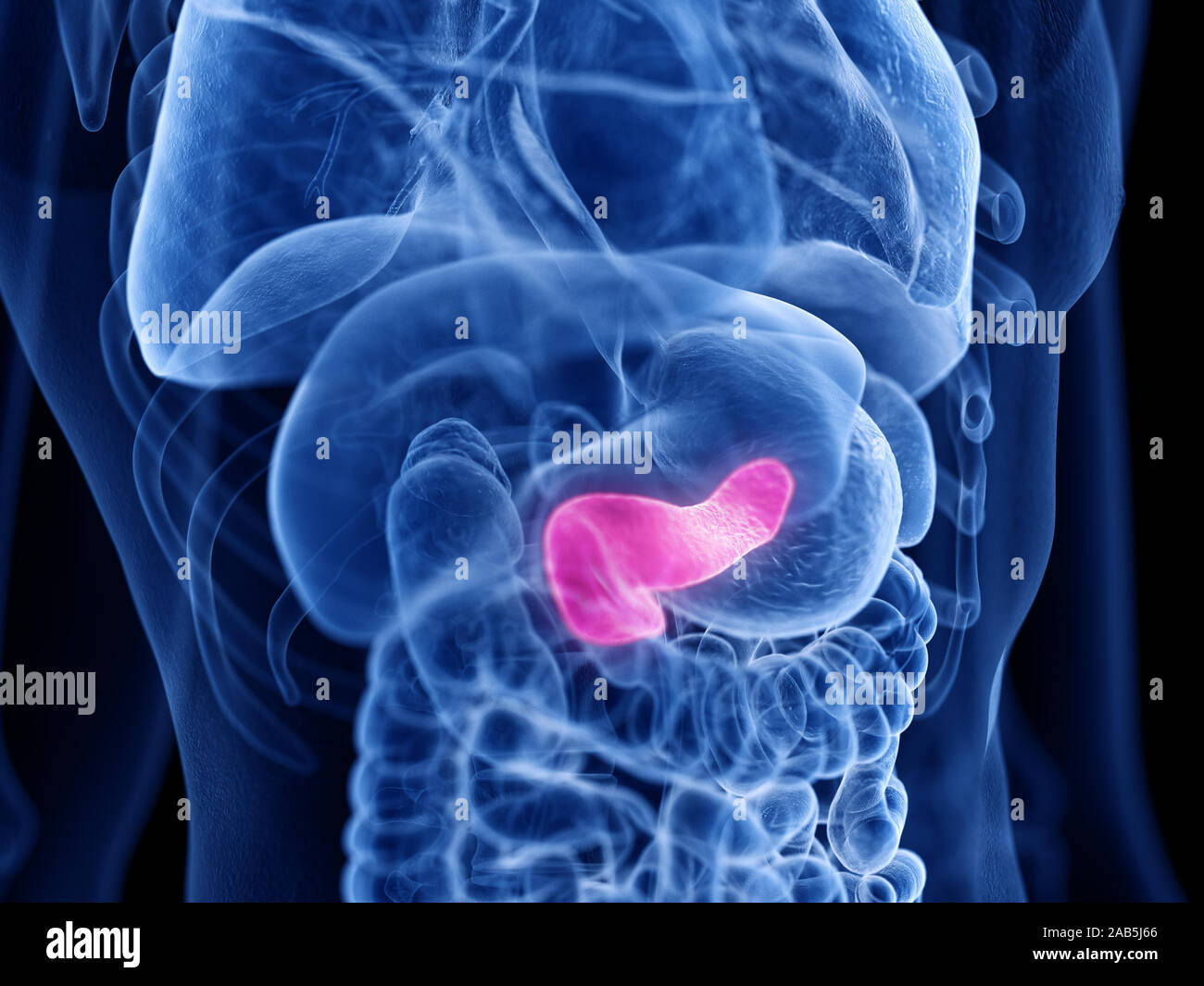 3d rendered medically accurate illustration of the pancreas Stock Photo ...