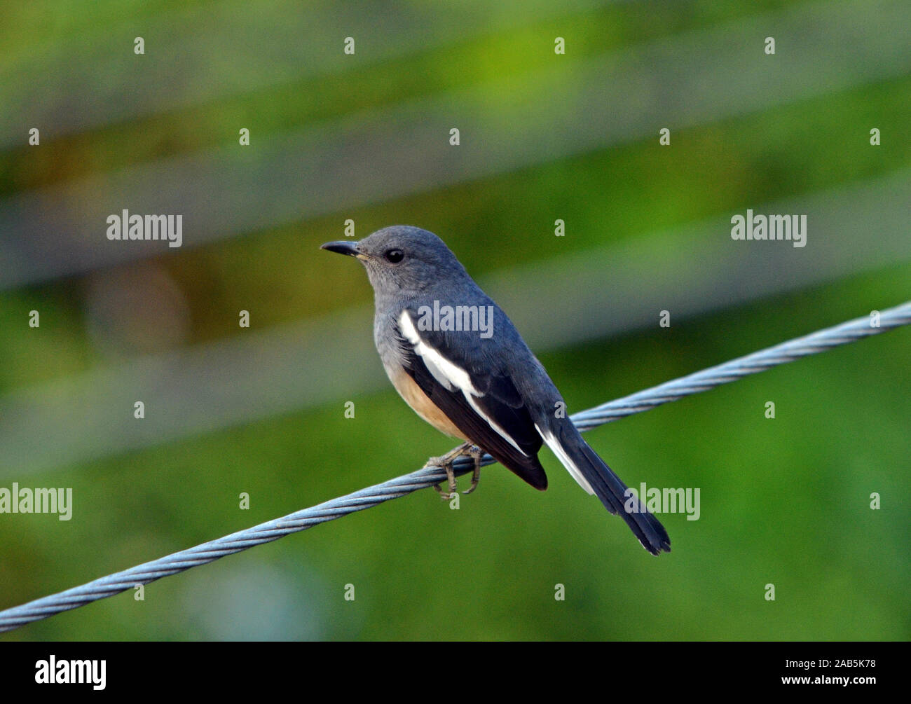 birds wallpaper hd,bird,hummingbird,nature,beak,rufous hummingbird  (#156420) - WallpaperUse