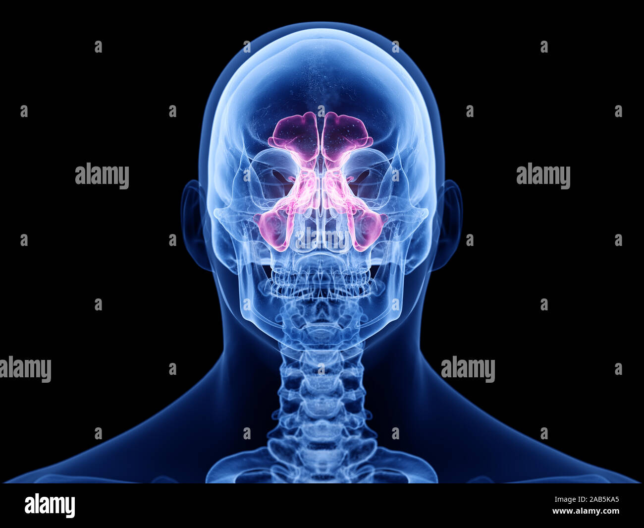 3d rendered medically accurate illustration of the sinuses Stock Photo ...