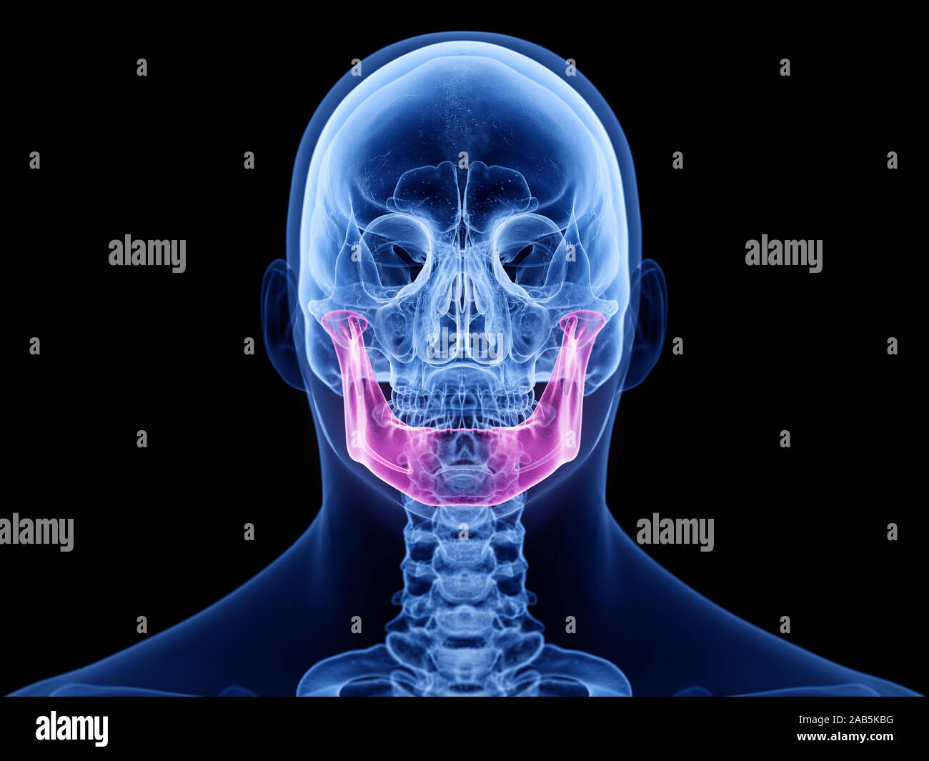 3d rendered medically accurate illustration of the jaw bone Stock Photo