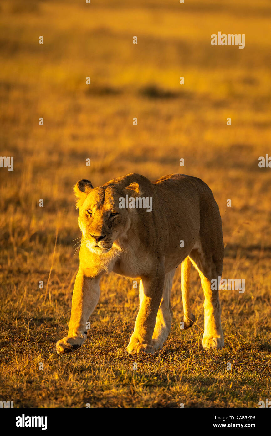 Lioness (Panthera leo) walking in the Masai Mara in Kenya Stock Photo ...