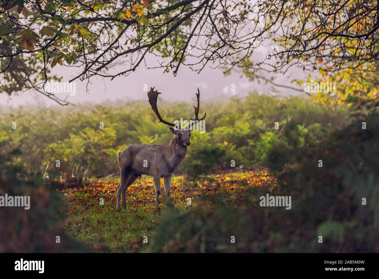 Young Stag during the autumn rut in Richmond Park Stock Photo